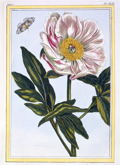 Flesh Coloured Common Peony by Pierre Joseph Buchoz